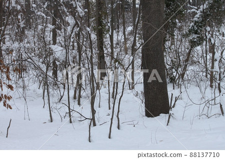 在森林裡下雪 在森林裡下雪 88137710