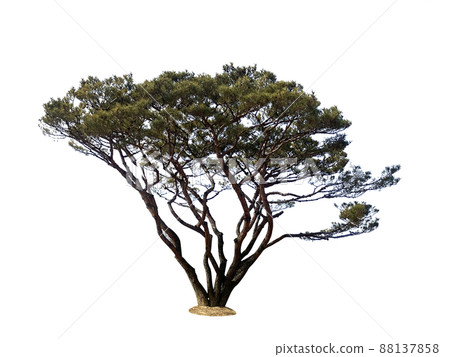 木頭，多汁，透明背景 88137858