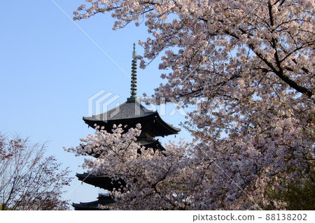 Toji Temple in Kyoto in the spring surrounded by cherry blossoms Toji Temple in Kyoto in the spring surrounded by cherry blossoms 88138202