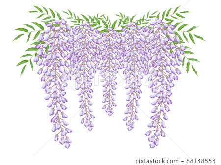 Wisteria flowers Wisteria flowers 88138553