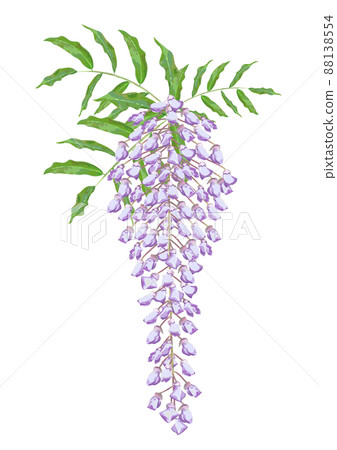 Wisteria flowers Wisteria flowers 88138554