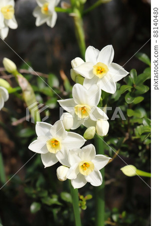 日本早春花園裡盛開的白色束花水仙花 88140480