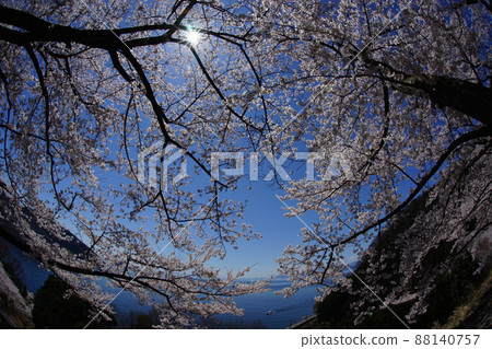 Cherry blossoms in full bloom and Lake Biwa in Oku Biwako Quasi-National Park Cherry blossoms in full bloom and Lake Biwa in Oku Biwako Quasi-National Park 88140757