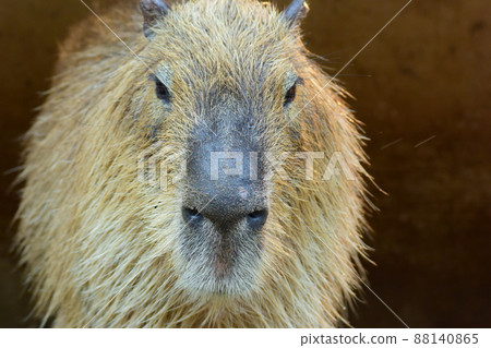 True face capybara 88140865