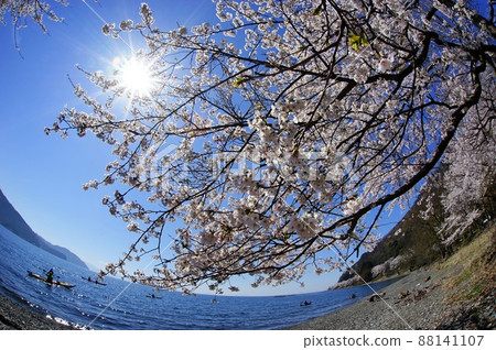 海津大崎的櫻花盛開和琵琶湖 海津大崎的櫻花盛開和琵琶湖 88141107