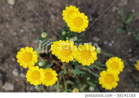 Yellow flowers of Krisan semamu multicore blooming in the garden of early spring in Japan 88141188