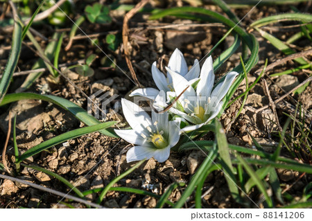 First flower white Ornithogalum fimbriatum in spring First flower white Ornithogalum fimbriatum in spring 88141206
