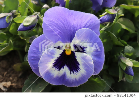 Colorful flowers of pansies blooming in the garden of early spring in Japan Colorful flowers of pansies blooming in the garden of early spring in Japan 88141304