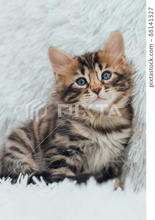 Cute dark grey charcoal long-haired bengal kitten sitting on a furry blanket. 88141327
