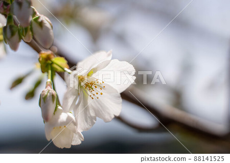 Cherry blossom single wheel Cherry blossom single wheel 88141525
