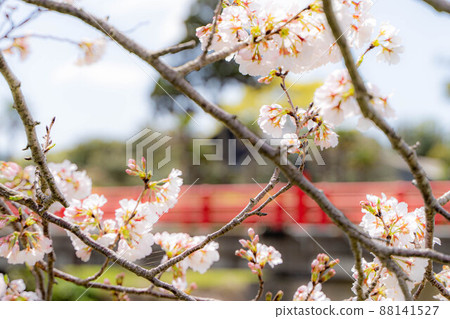 Cherry Blossoms Cherry Blossoms 88141527