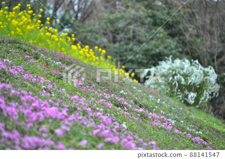 可以感受春天的世田谷區的衣田公園和大倉綜合運動場 88141547