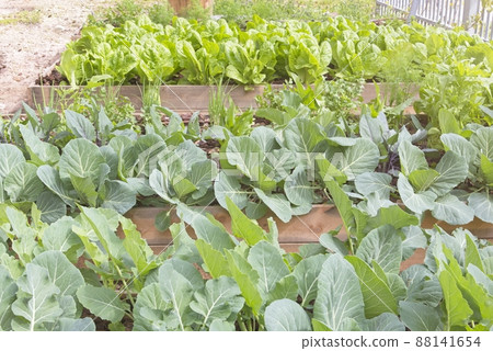 Flower beds with lettuce, broccoli, spinach, herbs, dill, parsley, coriander, green onions 88141654