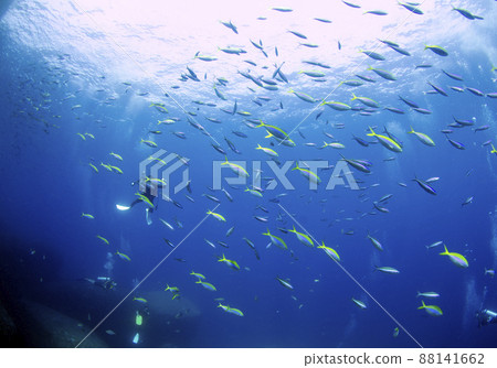 黃背鯛群，海鯛 similan.1 88141662