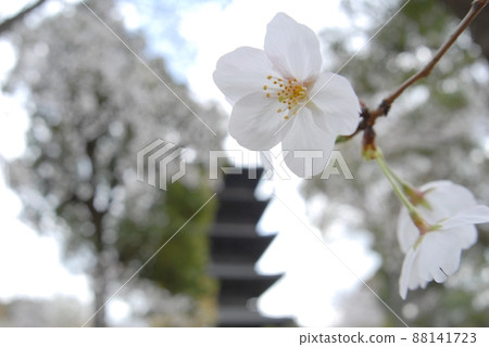 春天櫻花環繞的京都東寺 春天櫻花環繞的京都東寺 88141723