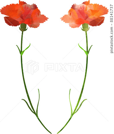 Carnation illustrations - Stock Illustration [88141737] - PIXTA