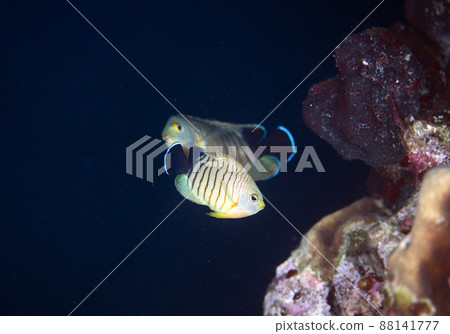 Able's Angelfish, Courtship, Spawning, Thailand, Similan.5 Able's Angelfish, Courtship, Spawning, Thailand, Similan.5 88141777