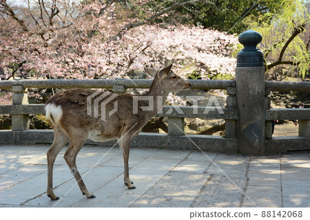 Nara deer enjoying spring Nara deer enjoying spring 88142068
