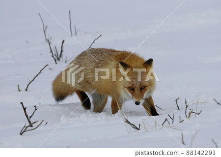 Kita fox 88142291