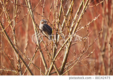 Brown-eared bulbul on the riverbank in early spring Brown-eared bulbul on the riverbank in early spring 88142473