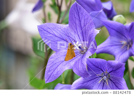 Hesperia florinda sucking the honey of Japanese bellflower 88142478