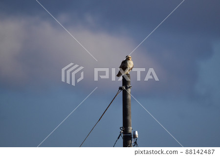 Buzzard on a utility pole Buzzard on a utility pole 88142487