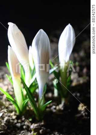 Crocuses blooming in the dark of night are different from those blooming during the day 88142575