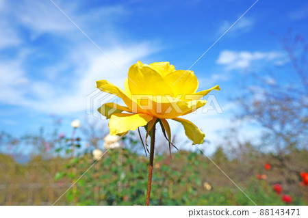 A single, vibrant yellow rose blooms beautifully, reaching towards the blue sky. A single, vibrant yellow rose blooms beautifully, reaching towards the blue sky. 88143471