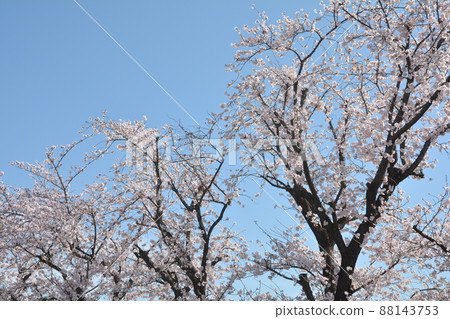 Cherry Blossoms Cherry Blossoms 88143753