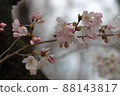 Kinuta公園的吉野櫻花樹 88143817