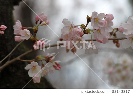 Kinuta公園的吉野櫻花樹 Kinuta公園的吉野櫻花樹 88143817
