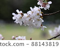 Kinuta公園的吉野櫻花樹 88143819