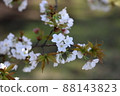 Kinuta公園的吉野櫻花樹 88143823