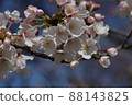 衣奴田公園的櫻花盛開 88143825