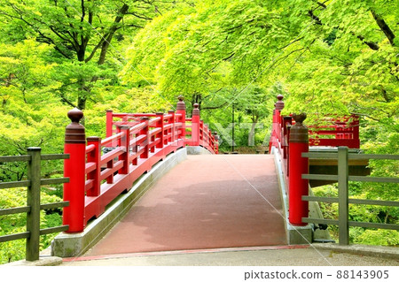 夏季彌彥公園的楓樹谷 88143905