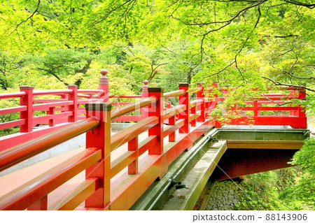 夏季彌彥公園的楓樹谷 夏季彌彥公園的楓樹谷 88143906