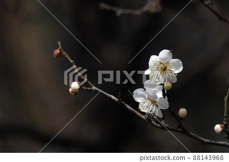 盛開的春梅，盛開的梅花，春梅 88143968