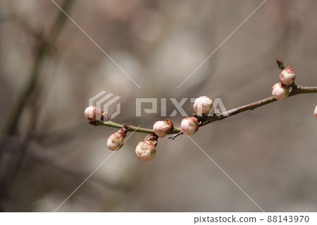 盛開的春梅，盛開的梅花，春梅 88143970