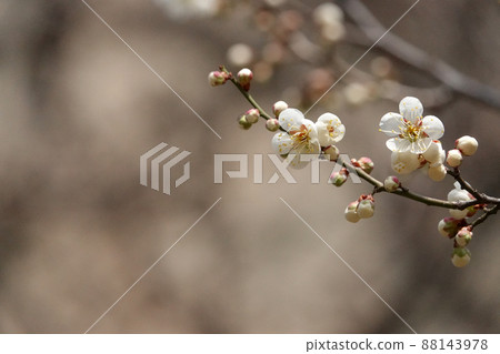 盛開的春梅，盛開的梅花，春梅 88143978