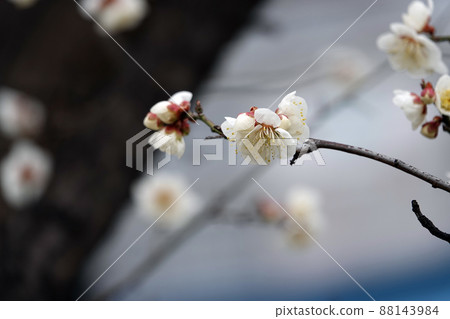 盛開的春梅，盛開的梅花，春梅 88143984