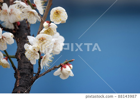 盛開的春梅,盛開的梅花,春梅 盛開的春梅,盛開的梅花,春梅 88143987