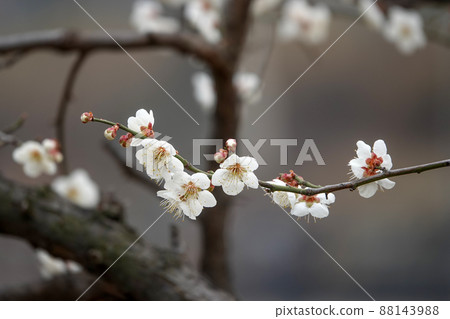 盛開的春梅，盛開的梅花，春梅 88143988