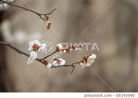 盛開的春梅，盛開的梅花，春梅 88143990