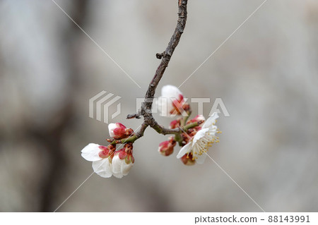 盛開的春梅,盛開的梅花,春梅 盛開的春梅,盛開的梅花,春梅 88143991
