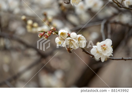 盛開的春梅，盛開的梅花，春梅 88143992