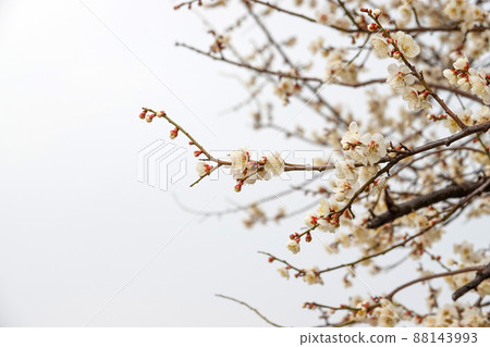 盛開的春梅，盛開的梅花，春梅 88143993