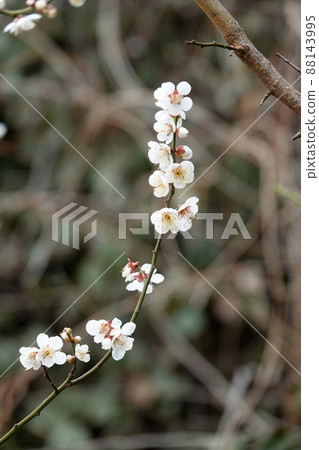 盛開的春梅，盛開的梅花，春梅 88143995