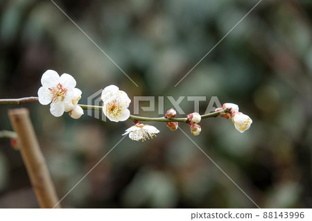 盛開的春梅，盛開的梅花，春梅 88143996