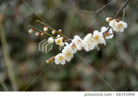 盛開的春梅，盛開的梅花，春梅 88143999
