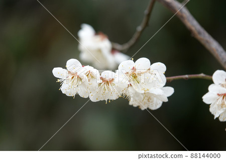 盛開的春梅，盛開的梅花，春梅 88144000
